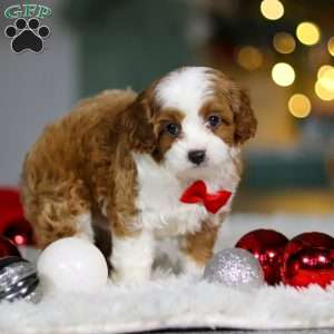 Champ, Cavapoo Puppy